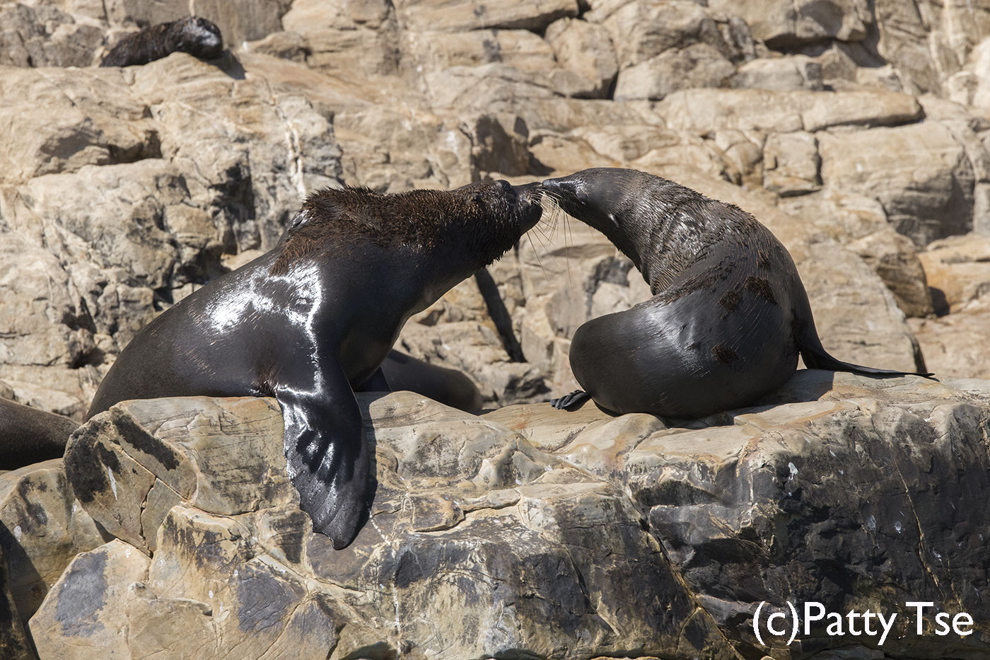 cape fur seals